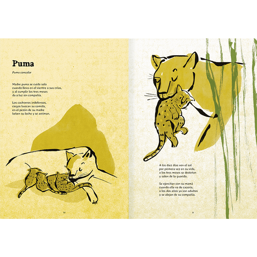 Inside book pages show text and illustrations of a mother puma feeding her babies, and another illustration of a mother puma carrying her baby in her mouth.