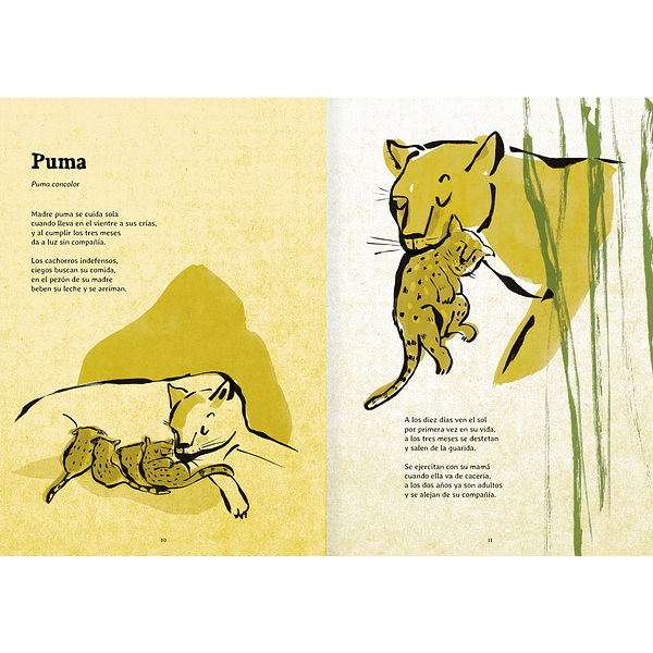 Inside book pages show text and illustrations of a mother puma feeding her babies, and another illustration of a mother puma carrying her baby in her mouth.