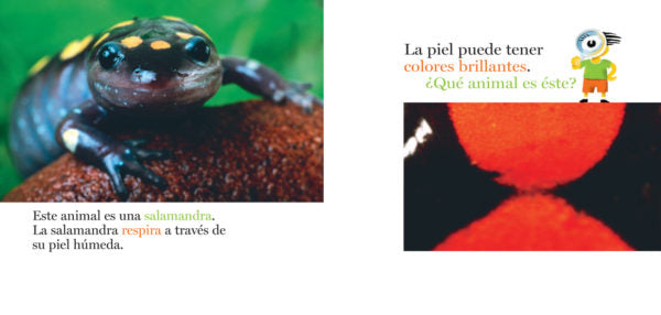 book page illustrates a salamander